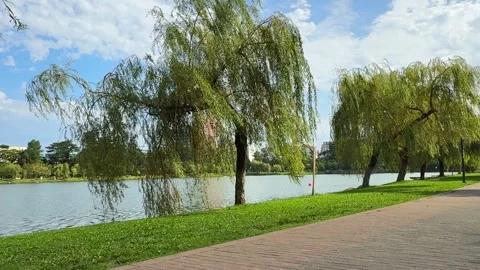 Weeping Willow Trees With Lush Foliage Along City Park Lake Stock Footage 344704748