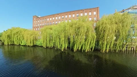Weeping willow trees on the river bank, Norwich Video stock 242004003