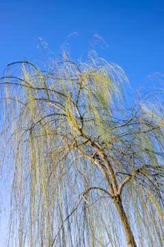 Weeping willow in winter Stock-Fotos