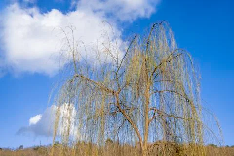 Weeping willow in winter Stock Photos