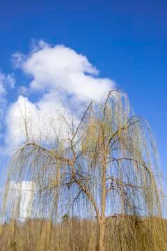 Weeping willow in winter Stock Photos