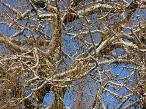 Weeping willow in winter Stock Photos