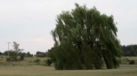 Weeping willow.mp4 Stock Footage