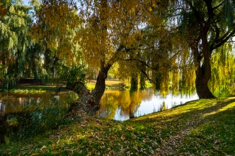 Weeping willows and autumn river with reflections Stock Photos