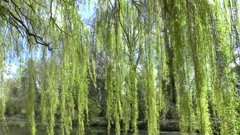 Weeping Willows In A Breeze Stock Footage 152526067
