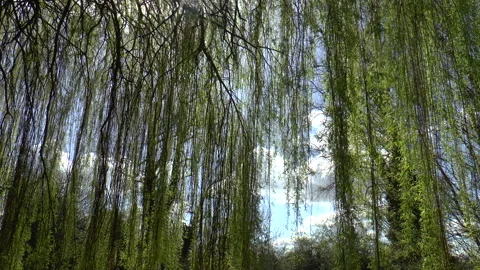 Weeping Willows On A English Lake Stock Footage 152233938