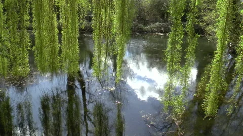 Weeping Willows On A English Lake Stock Footage 152311724