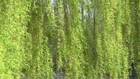 Weeping Willows In A Gentle Breeze Stock Footage 152525545