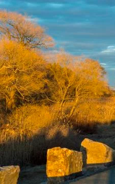 Weeping willows glowing in winter sunlight Stock Photos