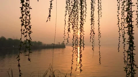 Weeping willows by the lake fluttered in the wind Stock Footage 184163194