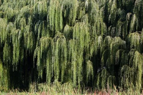 Weeping willows Foto stock