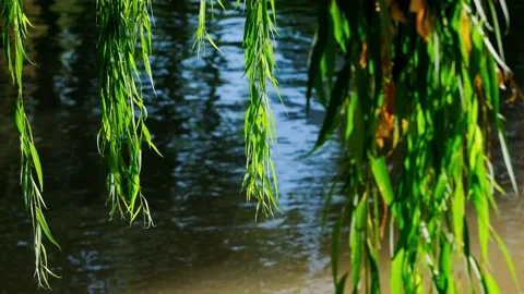 Weeping willows by the river swing in the wind Stock-Footage 258112670