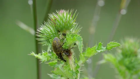 Weevel (Rhinocyllus conicus) on a thistle Stock Footage 156968329