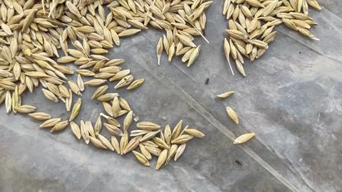 Weevil in Barley Grains | Crop Damage and Pest Infestation Video Видео 316964240