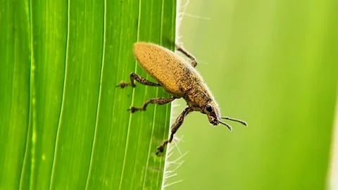 Weevil Beetle Crawling on Corn Leaf Macro Side View FHD Video stock 321067396