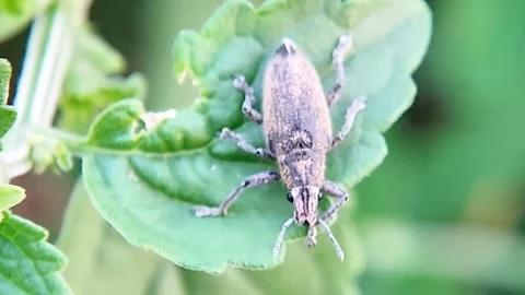 Weevil Beetle Crawling on Green Leaf Top View Macro Nature Wildlife FHD Footage Video stock 321067484