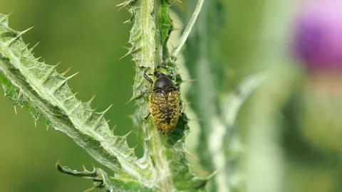 Weevil beetle feeding on scotch thistle plant, Anthonomus sp Stock Footage 156291765