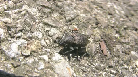 Weevil Beetle Видео 10576573