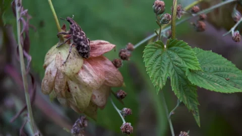 Weevil Beetle Insect on Drying Hop Cone, Macro view of agricultural pest 스톡 동영상 325730935
