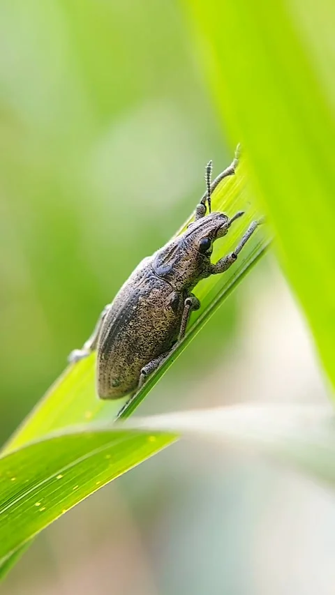 Weevil Beetle Insect on Tropical Grass Leaf Macro FHD Vídeos de archivo 318865873