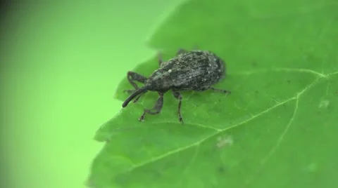 Weevil beetle macro sitting on green leaf 4k Video stock 51562643