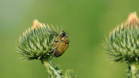 Weevil beetle mating on scotch thistle plant, Anthonomus sp Stock Footage 156846902