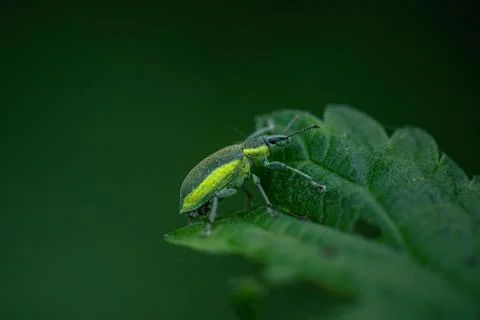 Weevil beetle on a nettle leaf. Concept: disguise, merge Stock Photos