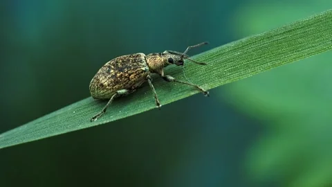Weevil beetle sitting on green leaf outdoors Stock Footage 340788369