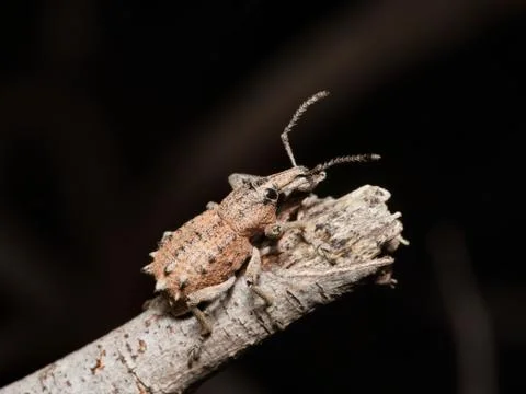 Weevil beetle on a twig Stock Photos