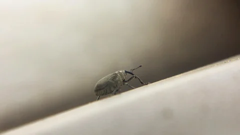 Weevil Beetle Walking Macro Close Up Insect Behavior Stock Footage 121115367