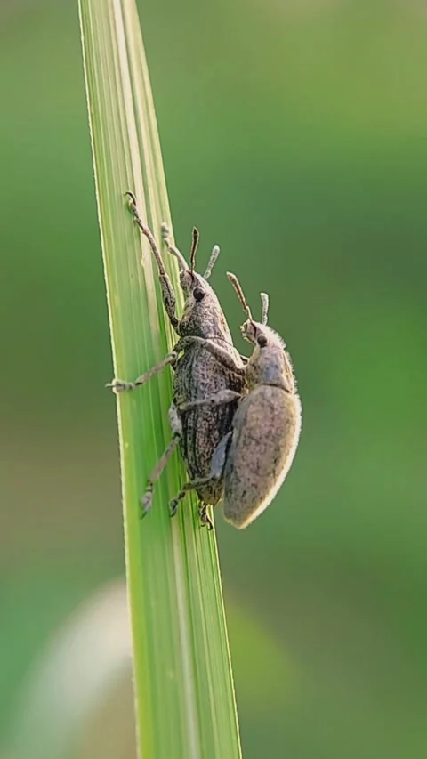 Weevil Beetles Curculionidae Mating on Green Leaf Macro 4K Vertical Video Stock Footage 345970934