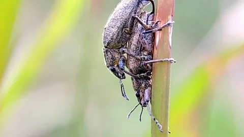 Weevil Beetles Curculionidae Mating on Plant Stem Macro Slow Motion 2K Stock Footage 345973048