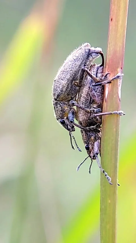 Weevil Beetles Curculionidae Mating on Plant Stem Vertical Video 4K Stockbeeldmateriaal 345973063