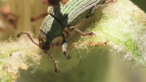 Weevil on a blossom Stock Footage 304083773