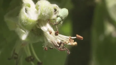 Weevil on a blossom in spring Stock Footage 304083790