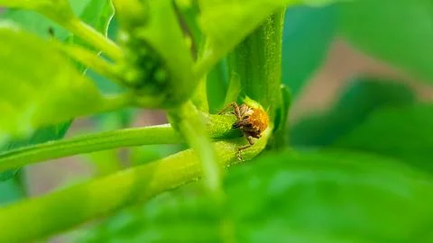 Weevil bug on tropical green leaf Stock Photos
