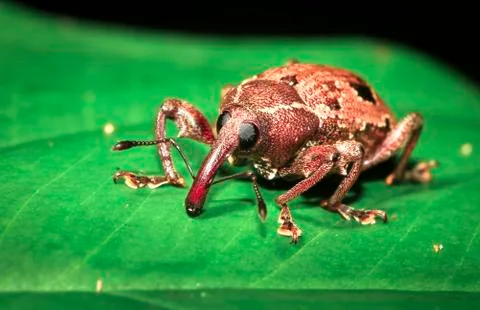 Weevil up close in Belize Stock Photos