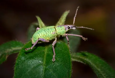 Weevil up close in Belize Stock Photos