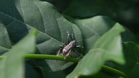 Weevil crawling Stock Footage 83155213