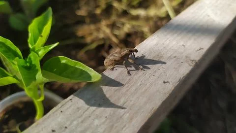 The weevil crawls on the board next to the pepper seedlings Foto stock