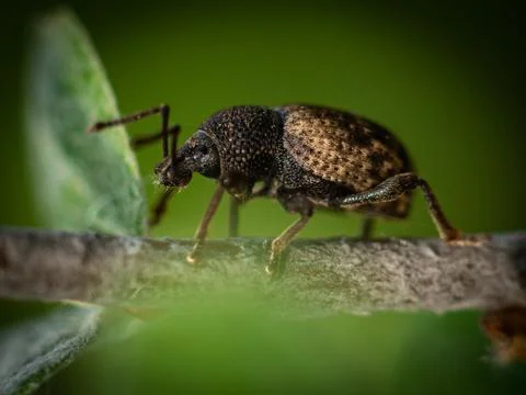 Weevil Curculionidae on a tree macro image Stock Photos