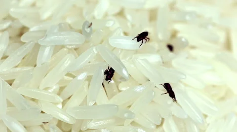 Weevil destroyed rice Stock Footage 53840425