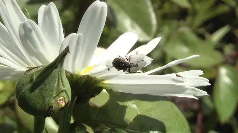 Weevil eats chamomile flower Stock Footage 5698195