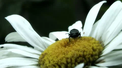 Weevil eats chamomile flower Stock Footage 11290194