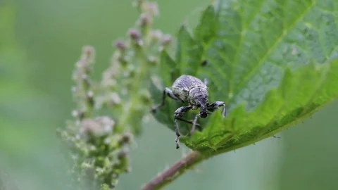 Weevil Stock Footage 73089657