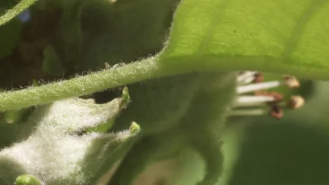 Weevil on a green leaf Stock Footage 304083849
