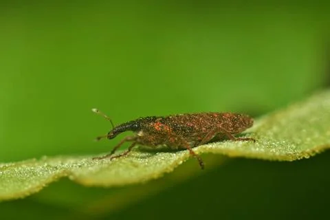 Weevil on a green leaf. Stock Photos