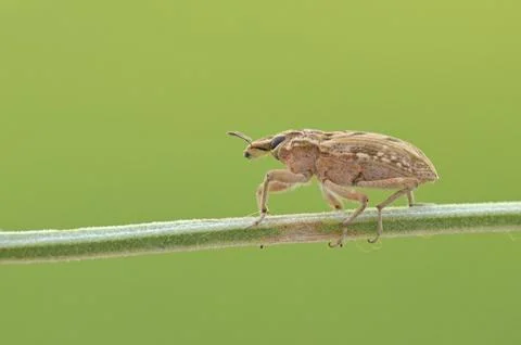 Weevil on Green Stem, Cyprus, Small bug on a branch Foto stock
