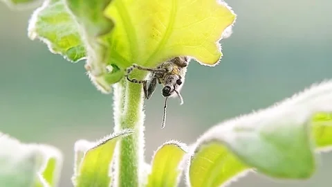 Weevil Hiding Under Leaf Agricultural Pest Macro Slow Motion FHD Stock Footage 321071476