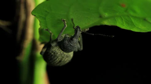 Weevil insect macro Stock Footage 33059532